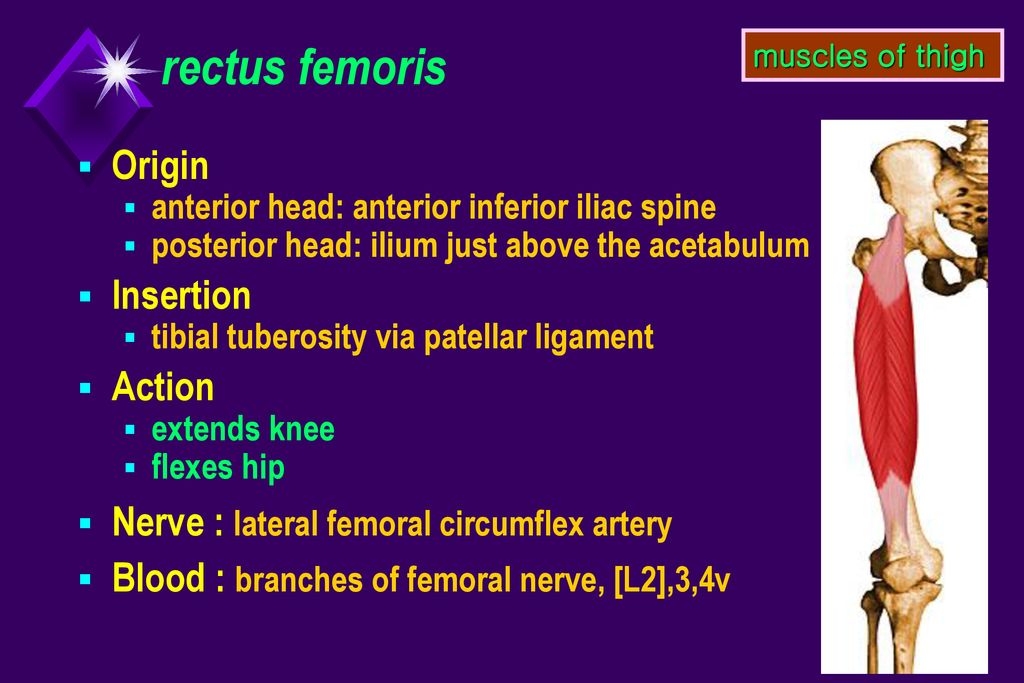 Lower limb. - ppt download