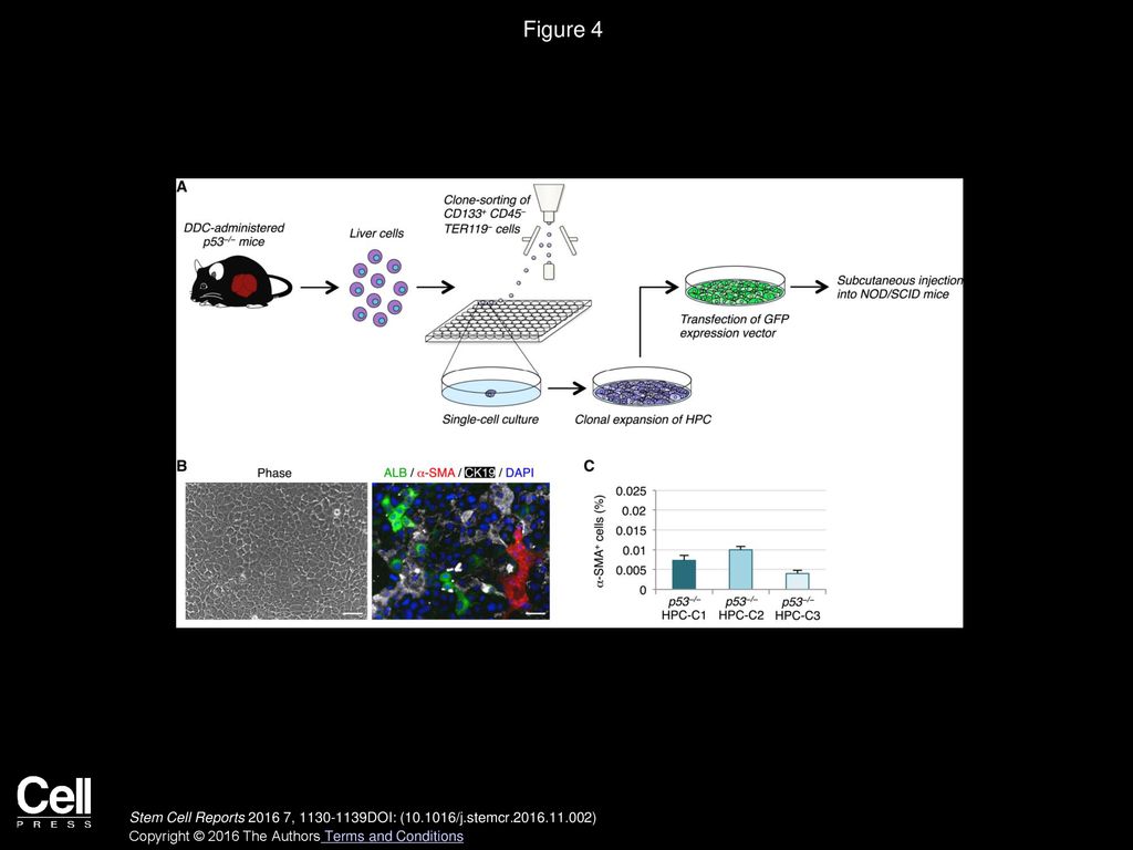 Figure 4 p53−/− HPCs Give Rise to a Small Number of Myofibroblasts in Culture.