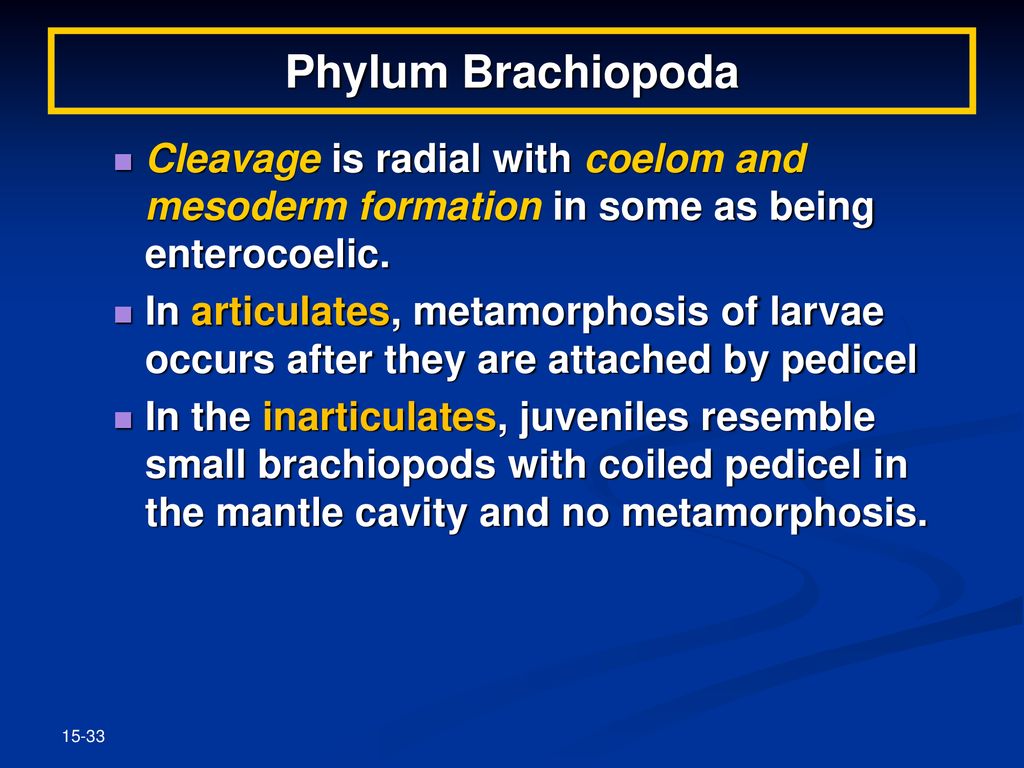Phylum Brachiopoda Cleavage is radial with coelom and mesoderm formation in some as being enterocoelic.