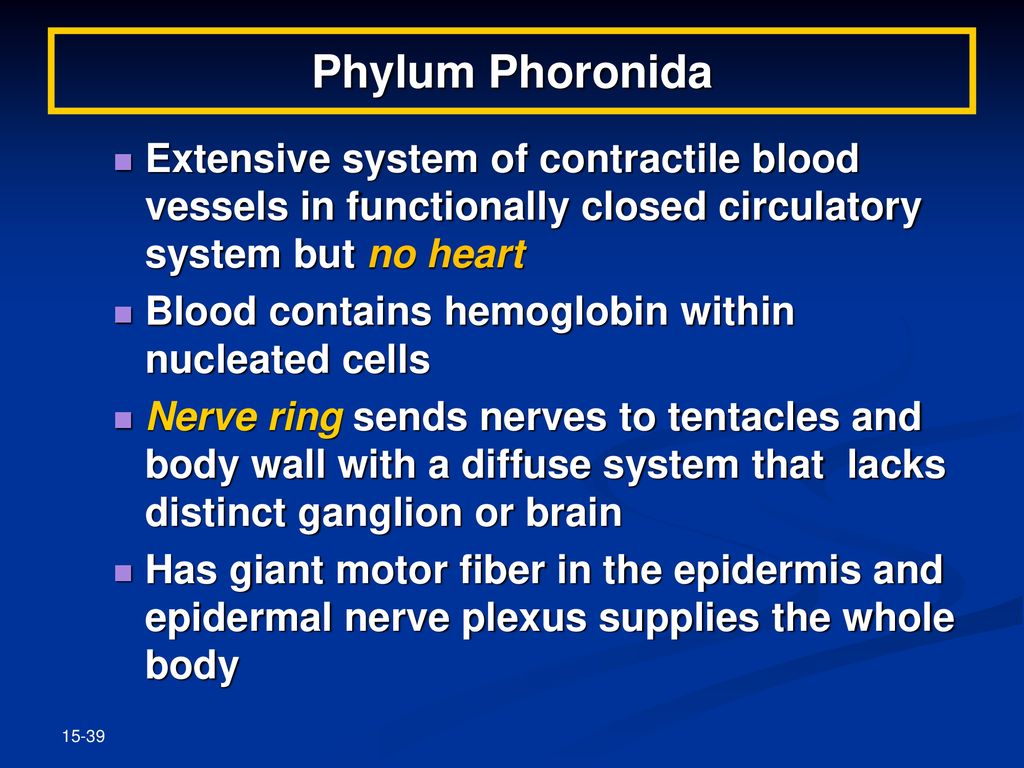 Phylum Phoronida Extensive system of contractile blood vessels in functionally closed circulatory system but no heart.
