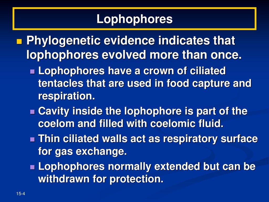 Lophophores Phylogenetic evidence indicates that lophophores evolved more than once.