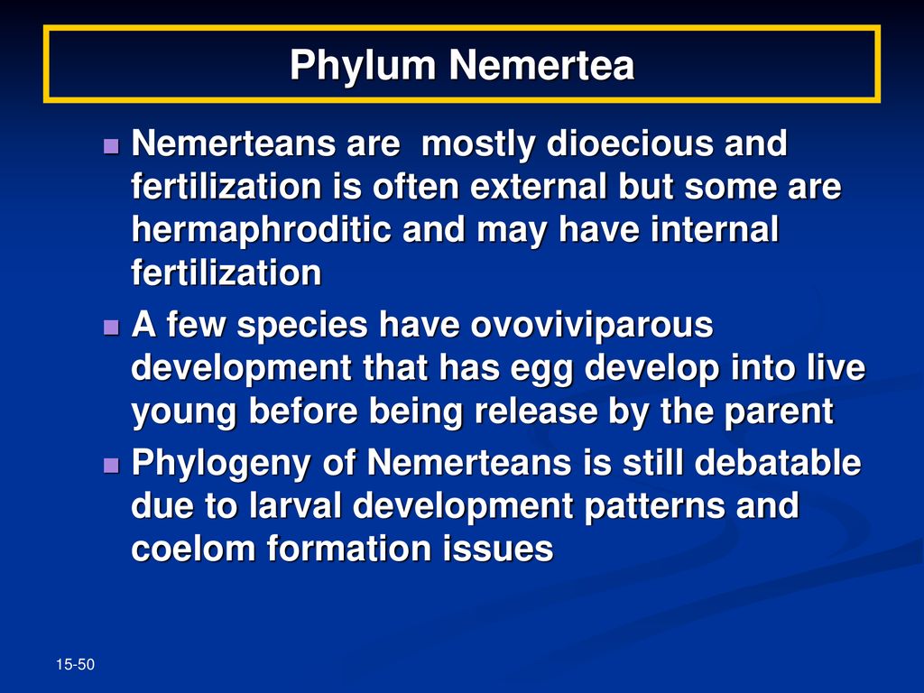 Phylum Nemertea Nemerteans are mostly dioecious and fertilization is often external but some are hermaphroditic and may have internal fertilization.