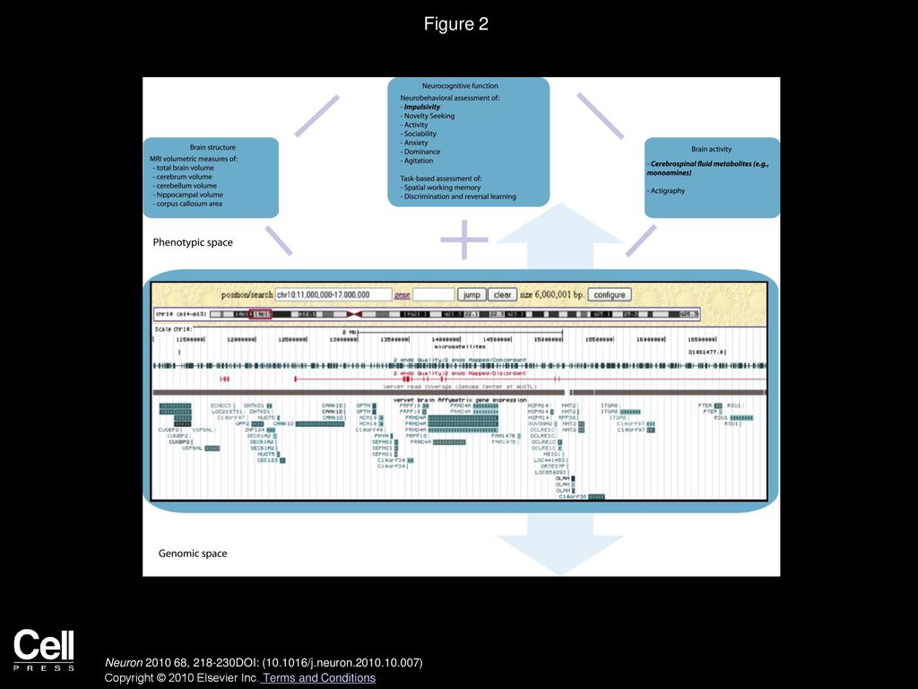 Eliza congdon russell a poldrack nelson b freimer neuron ppt download