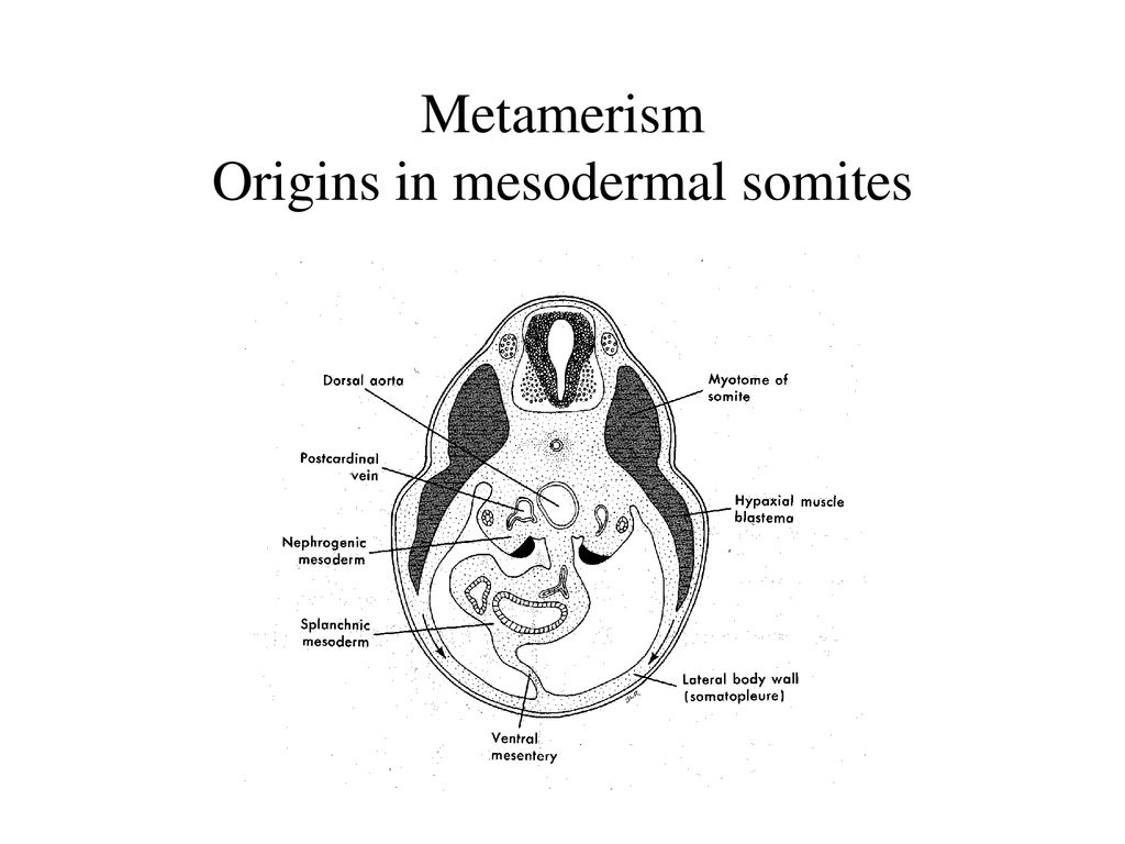 Metamerism Origins in mesodermal somites