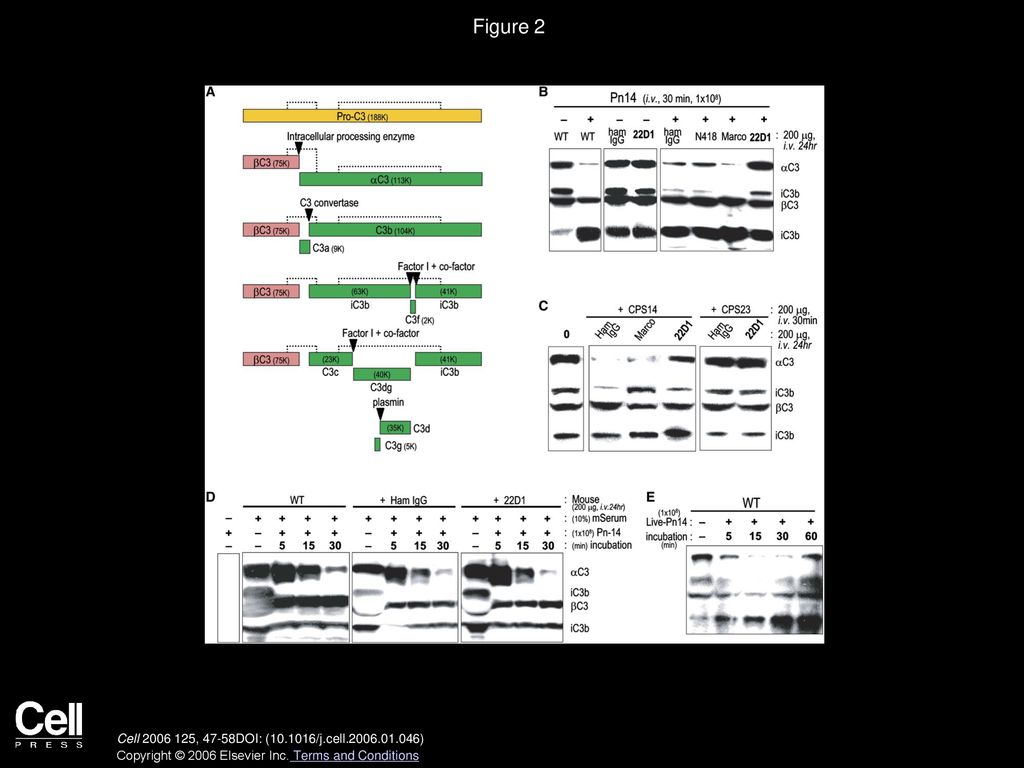 Figure 2 SIGN-R1 Dominates C3 Activation by S. pneumoniae and CPS14