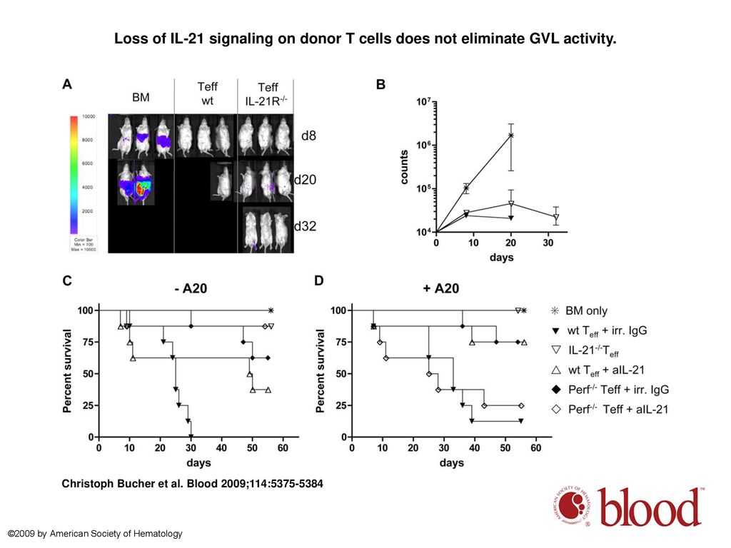 Loss of IL-21 signaling on donor T cells does not eliminate GVL activity.