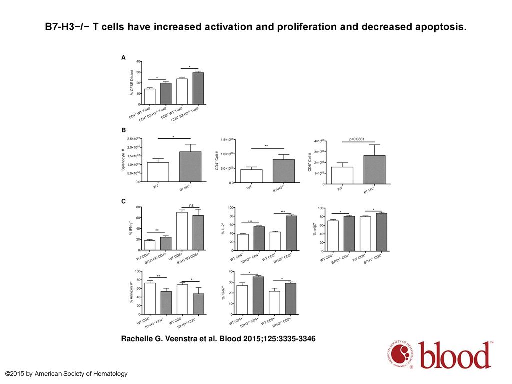 B7-H3−/− T cells have increased activation and proliferation and decreased apoptosis.