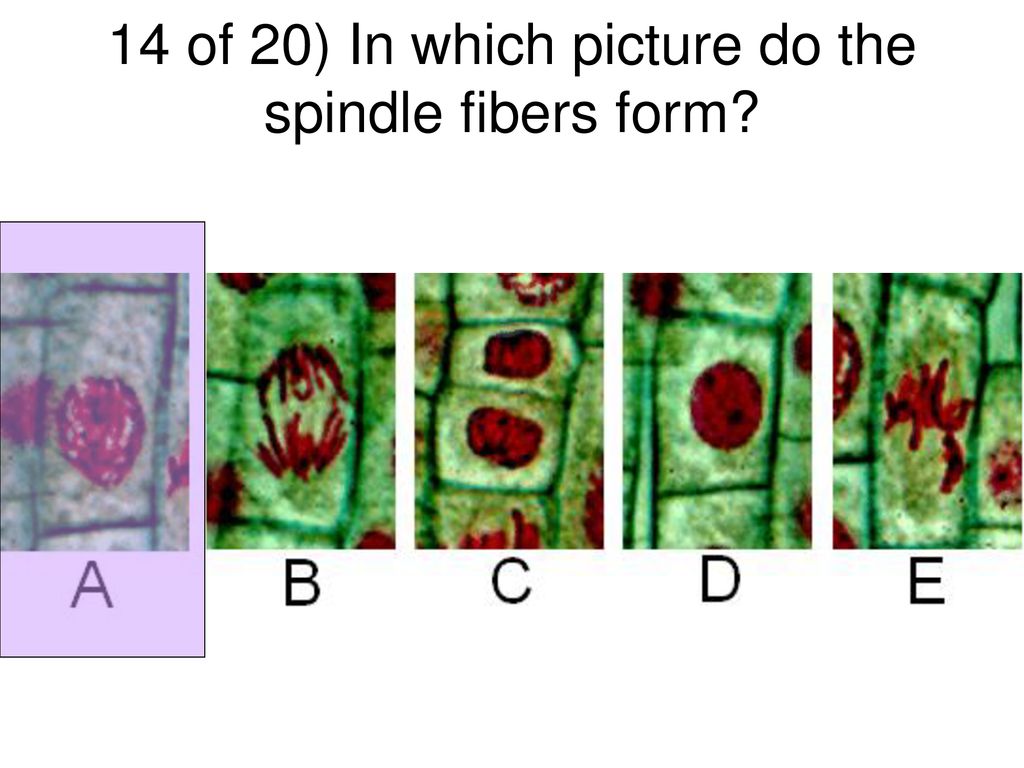 Chromosome Challenge Quietly discuss each question and then record your ... Biology Diagrams