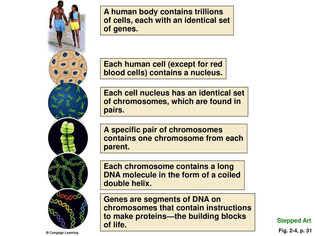 A human body contains trillions