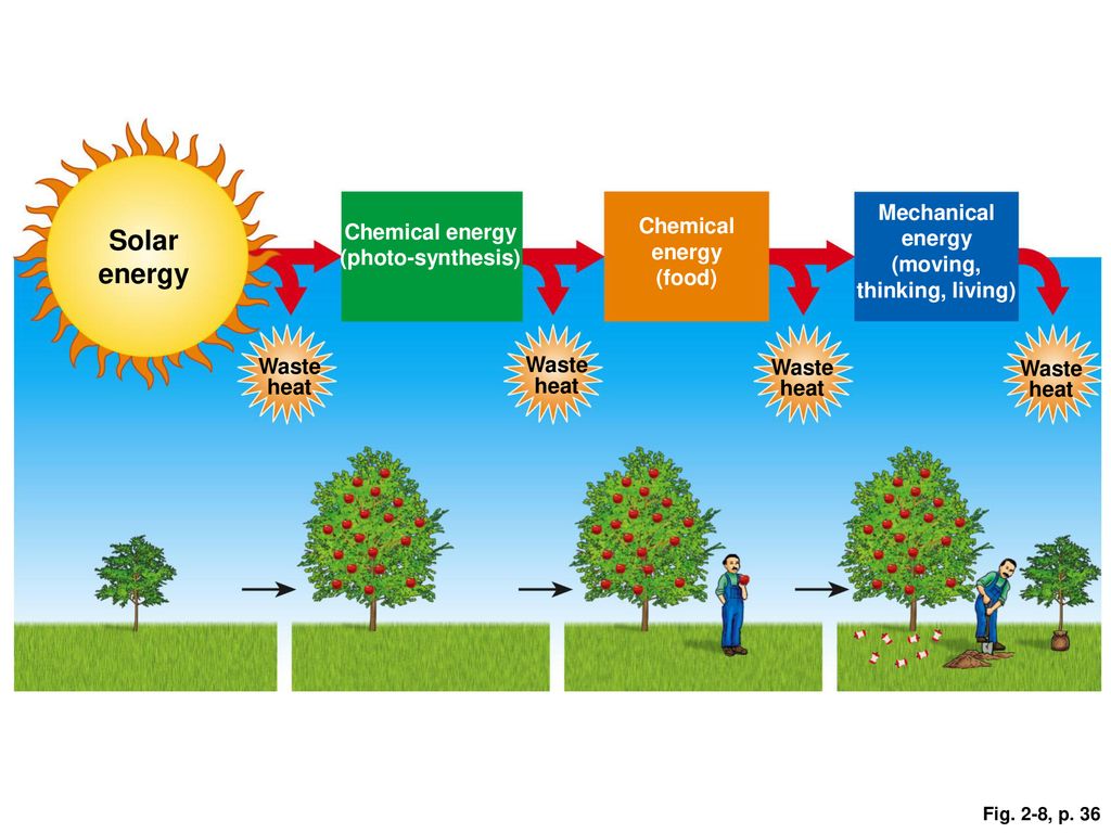 Solar energy Mechanical energy (moving, thinking, living)