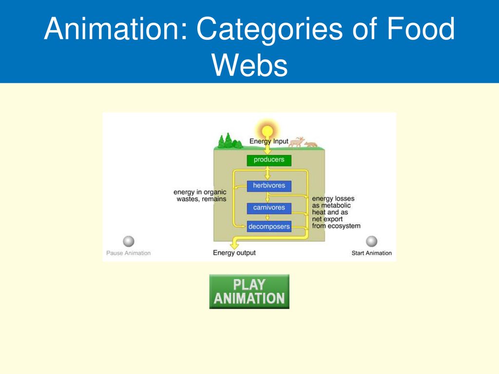 Animation: Categories of Food Webs