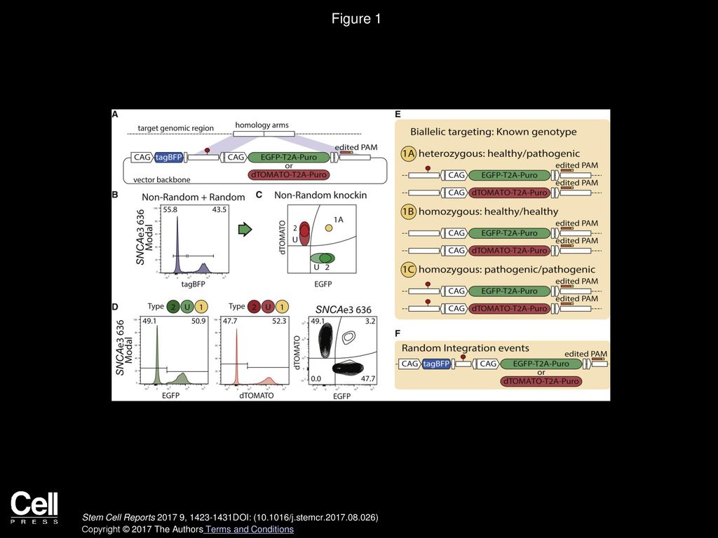 Figure 1 Biallelic Integration of FP-SNP Pairs Enable Deterministic Genotype Outcomes.