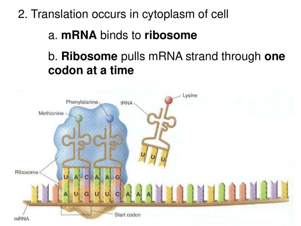 UNIT 5 Protein Synthesis. - ppt download