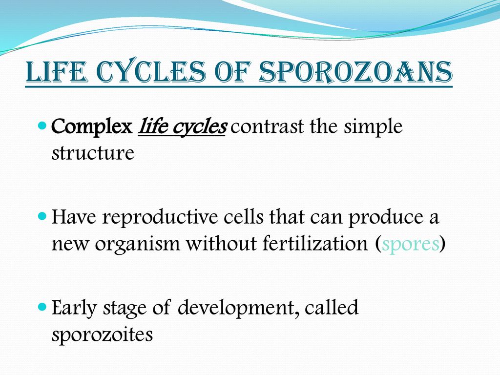 Kingdom Protista Also known as protozoa - ppt download