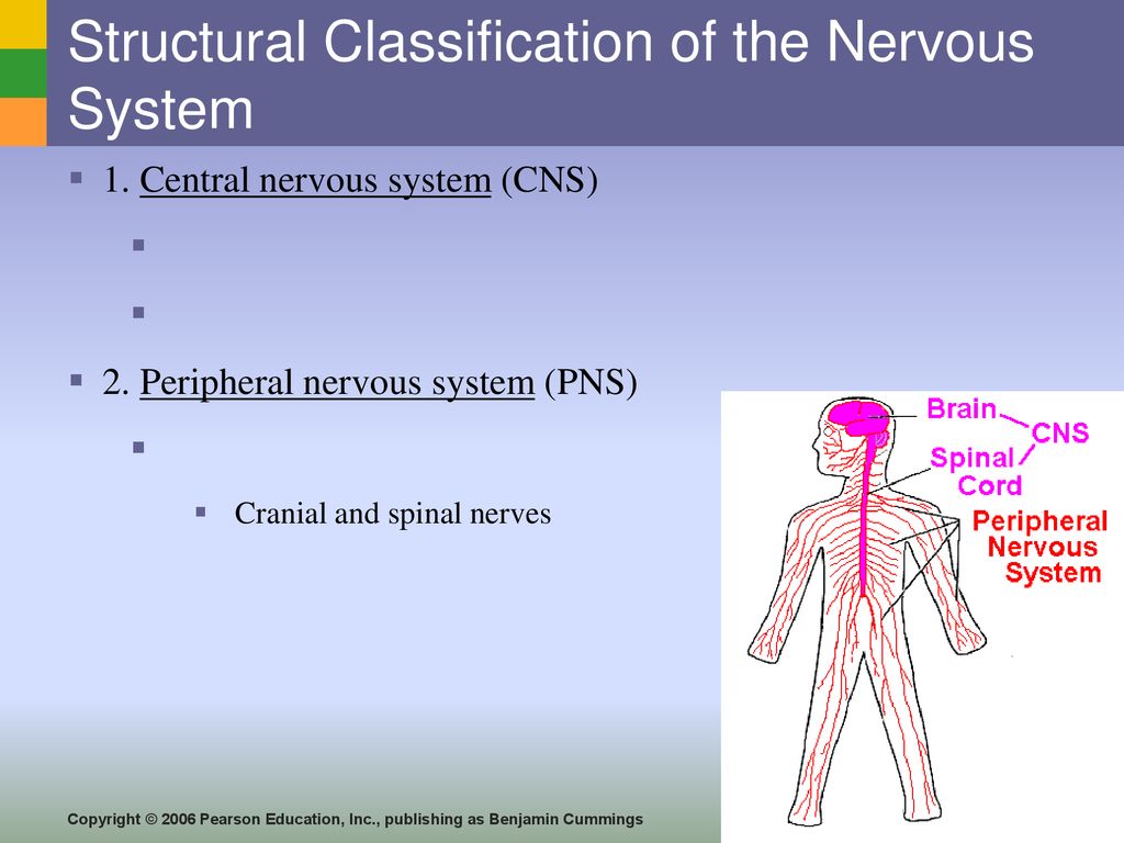 Structural Classification Of The Nervous System - Ppt Download