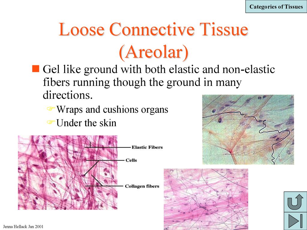 animal-tissues-jenna-hellack-jan-ppt-download