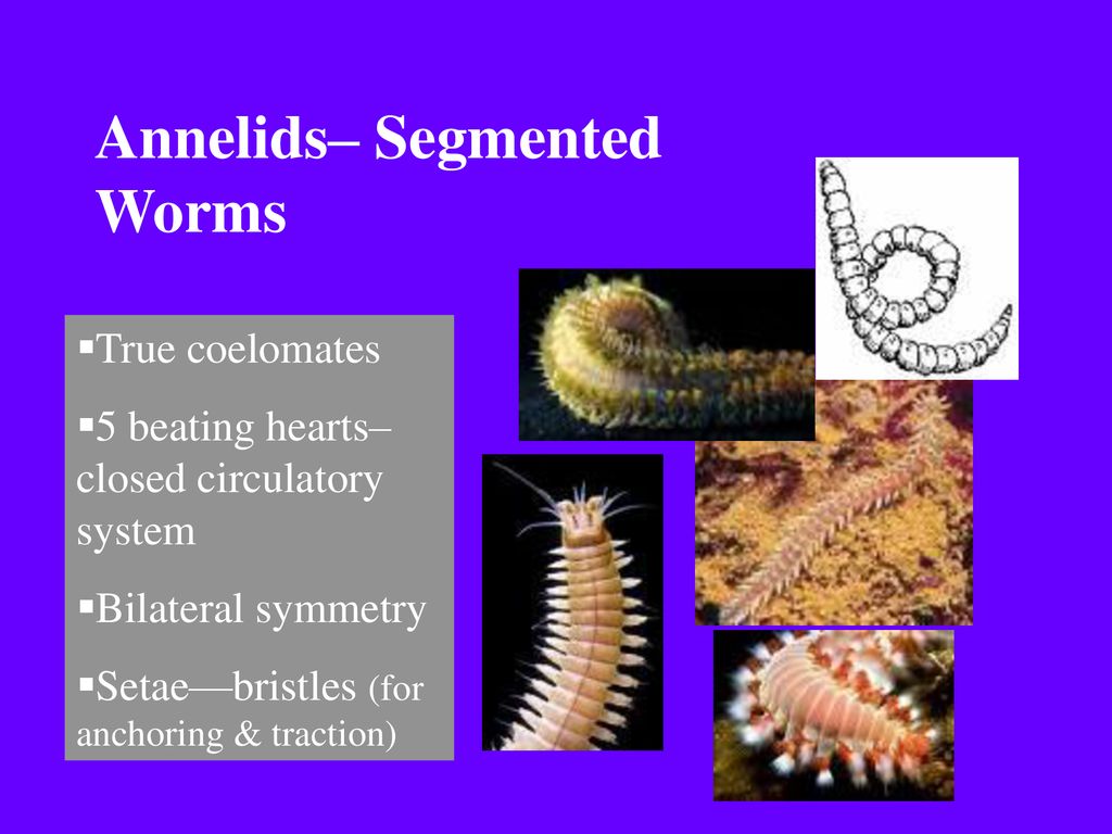 Annelids Segmented Worms Ppt Download