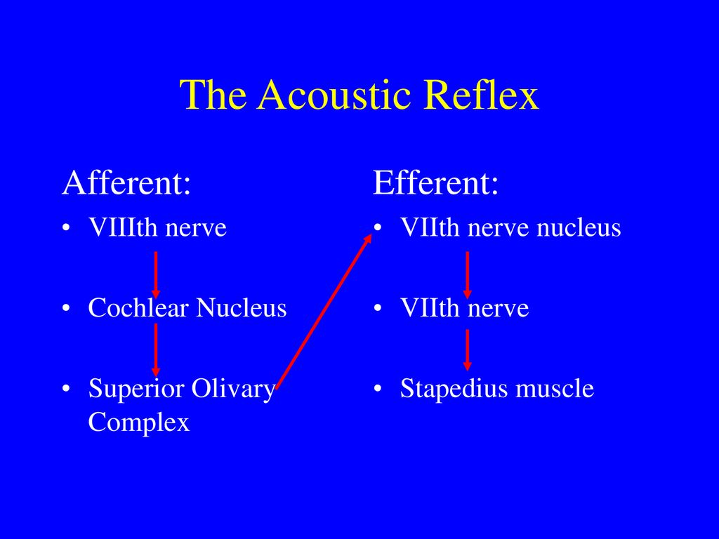 auditory reflex pathway