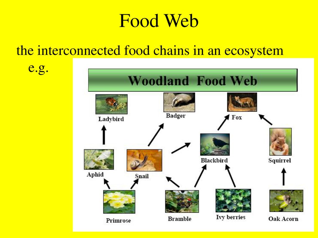 What is Ecology Ecology is the study of how living things relate to Biology Diagrams