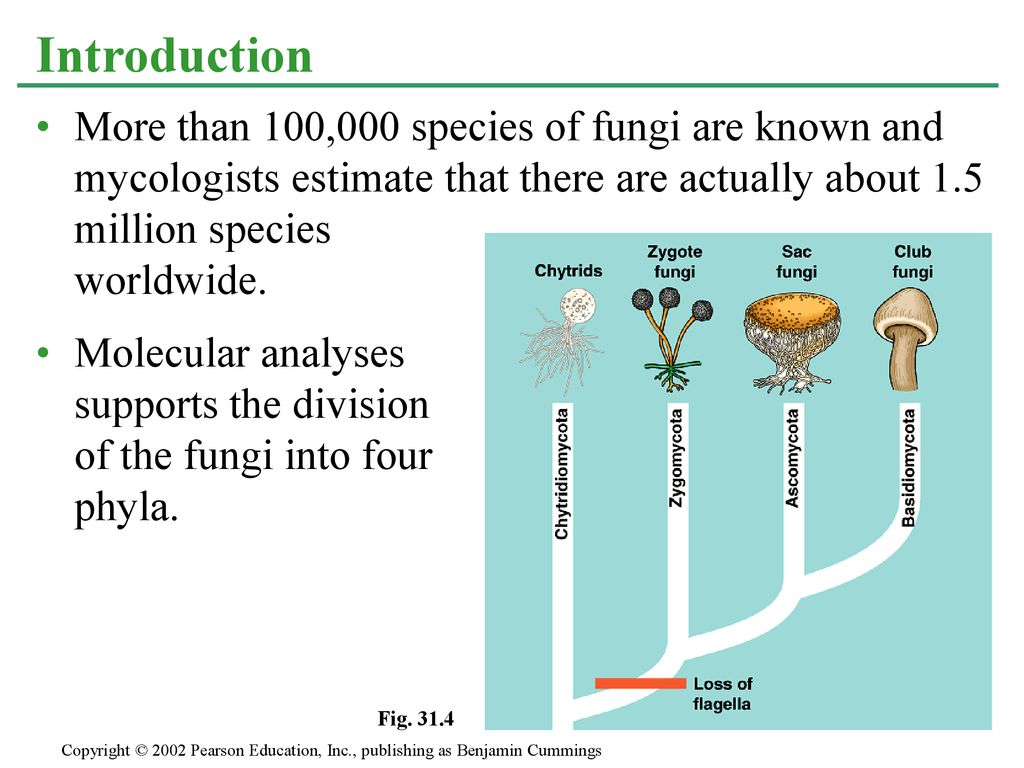 Section B1: Diversity of Fungi - ppt download