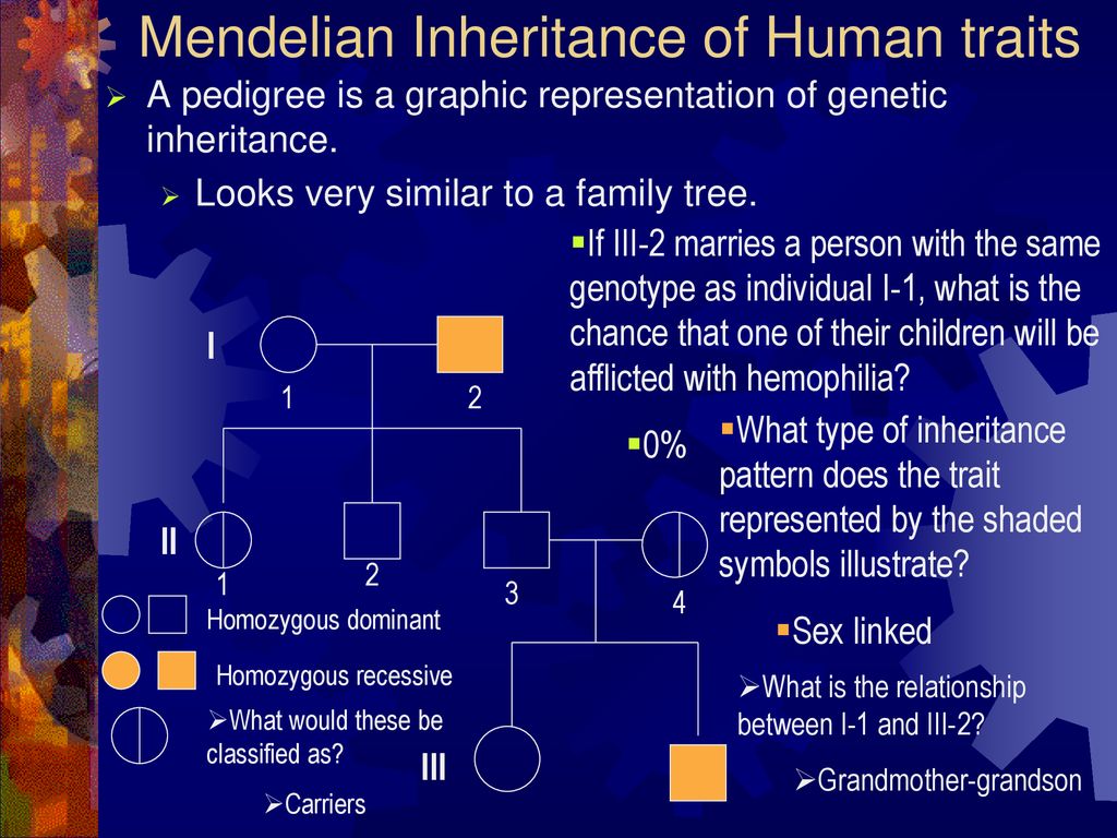 Mendelian Inheritance Of Human Traits Ppt Download