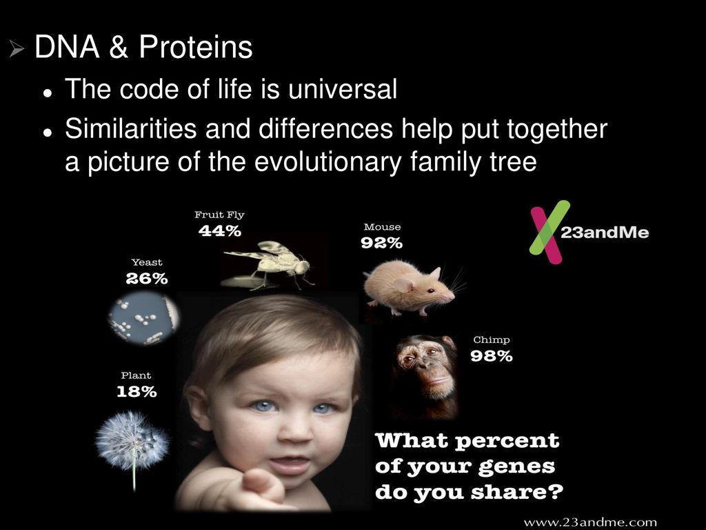 DNA & Proteins The code of life is universal