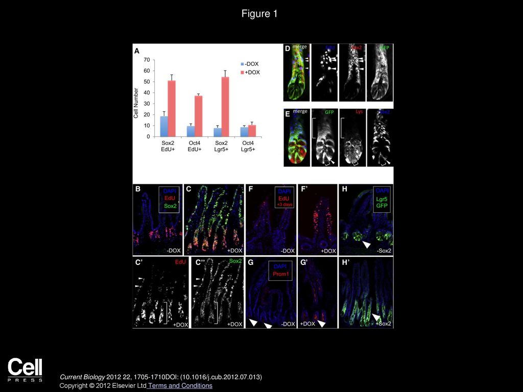 Figure 1 Sox2 Overexpression Rapidly Expands Lgr5+ Intestinal Stem Cells.