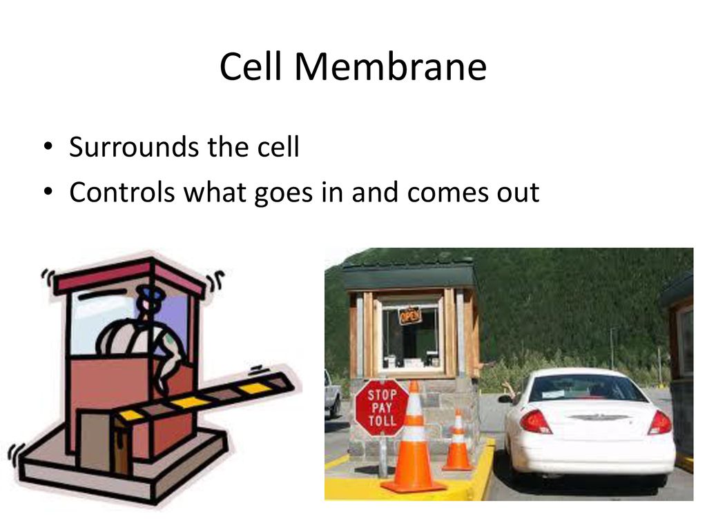 Cellular organelles ppt download