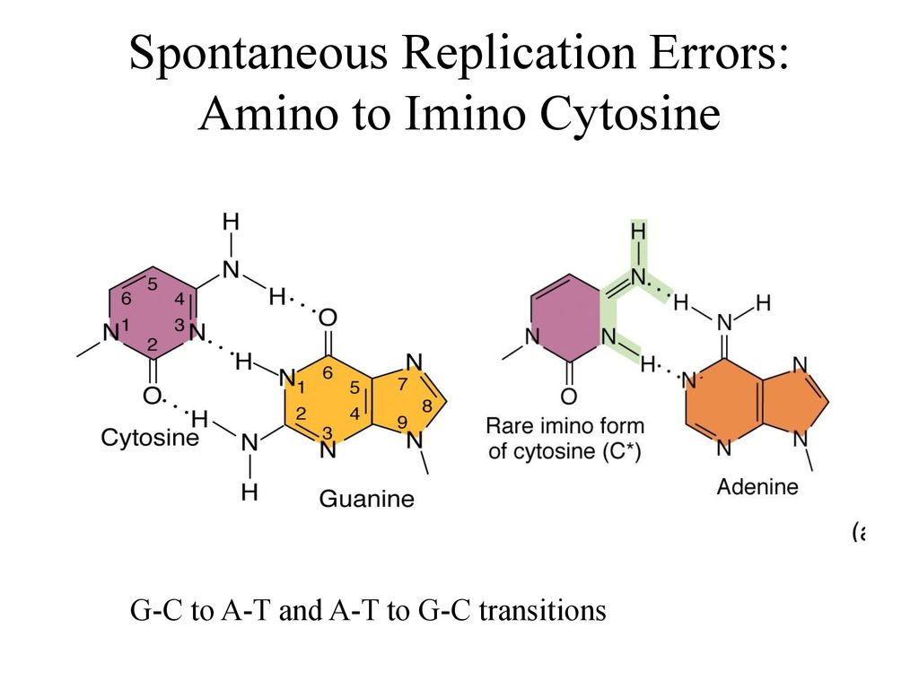 Spontaneous Replication Errors: Amino to Imino Cytosine.