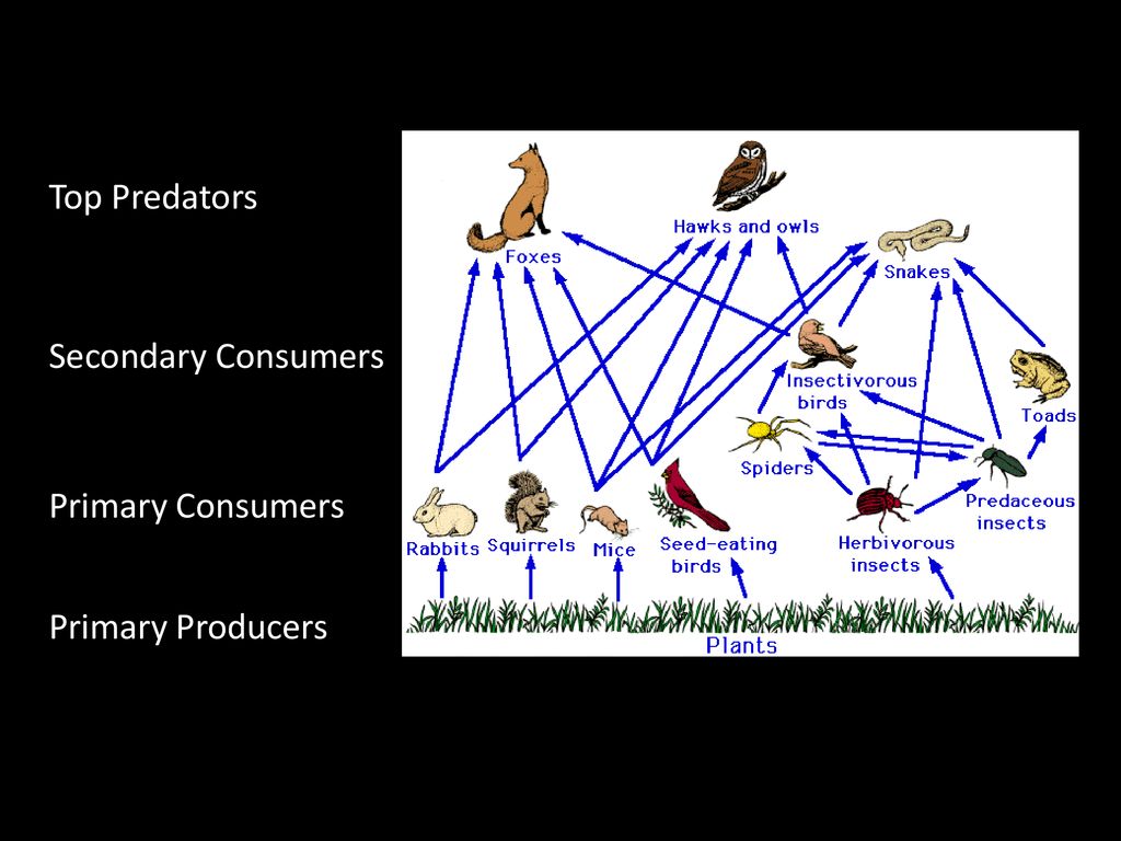 Food Chain CS. Food Chain CS.