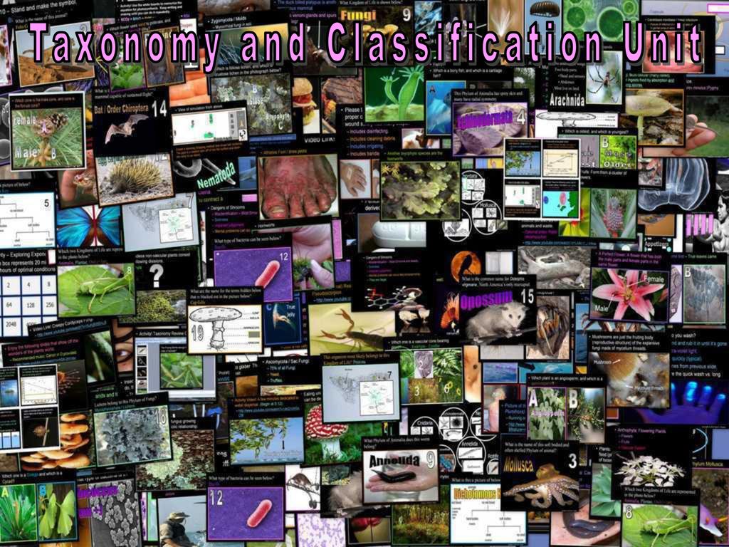 Taxonomy and Classification Unit