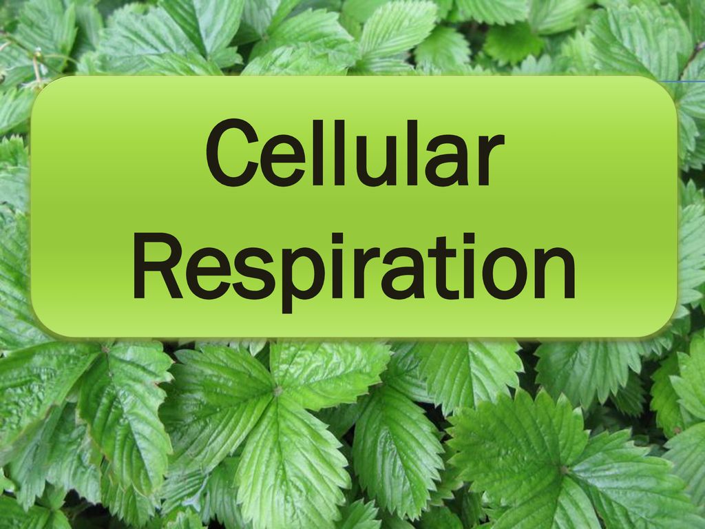 And Respiration of Plants - ppt download