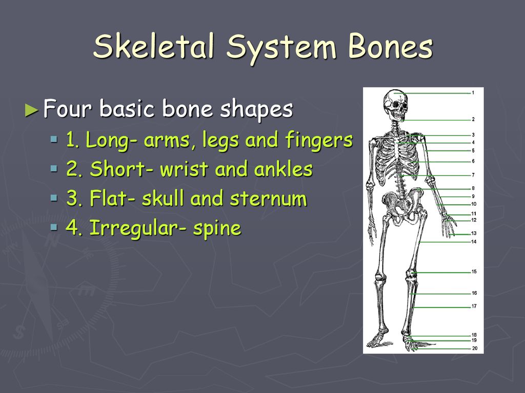 Bones system. Skeletal System презентация. Skeleton System presentation. Костная система презентация. Bone System имитация.