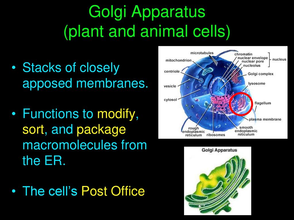 Golgi Apparatus (plant and animal cells)