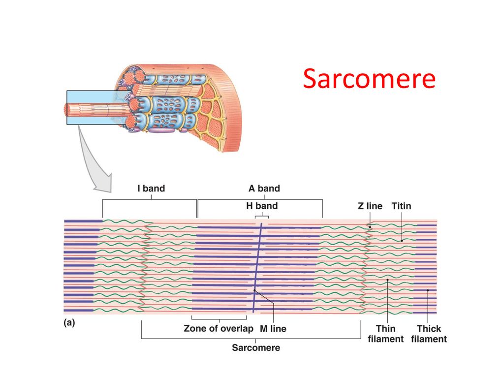 Sarcomere Internal Organization of Muscle Fibers M Lines and Z Lines.
