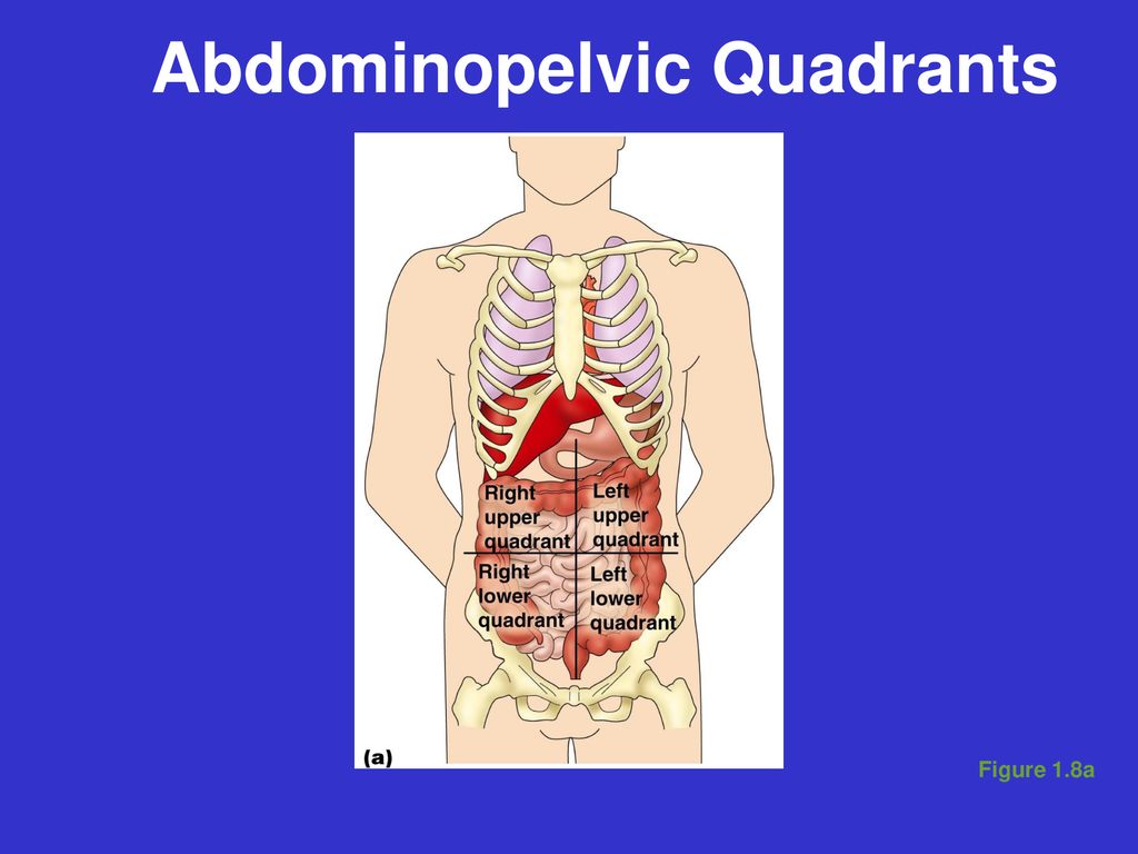 The Language of Anatomy - ppt download