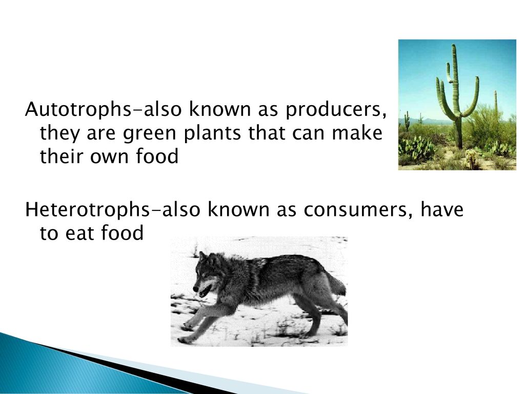 photosynthesis-respiration-cell-division-ppt-download