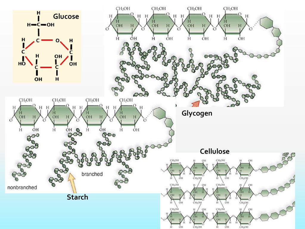 Chapter 2: Biological Molecules - Ppt Download