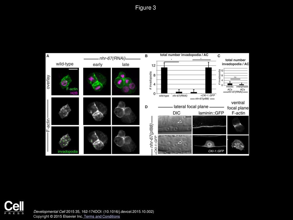 Figure 3 G1 Arrest Is Required for Invadopodia Formation