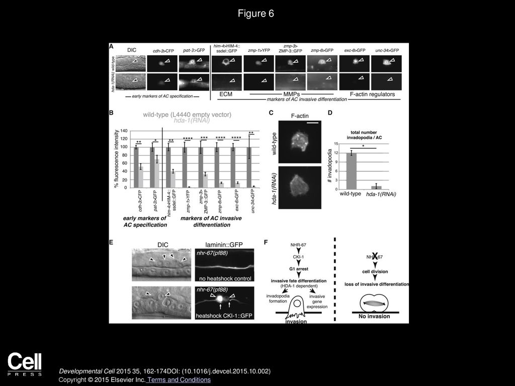Figure 6 HDA-1 Is Required for Acquisition of the Invasive Fate