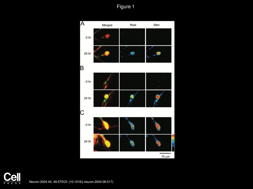 Forskolin Induced Varicosity Formation And Axonal Elongation In The
