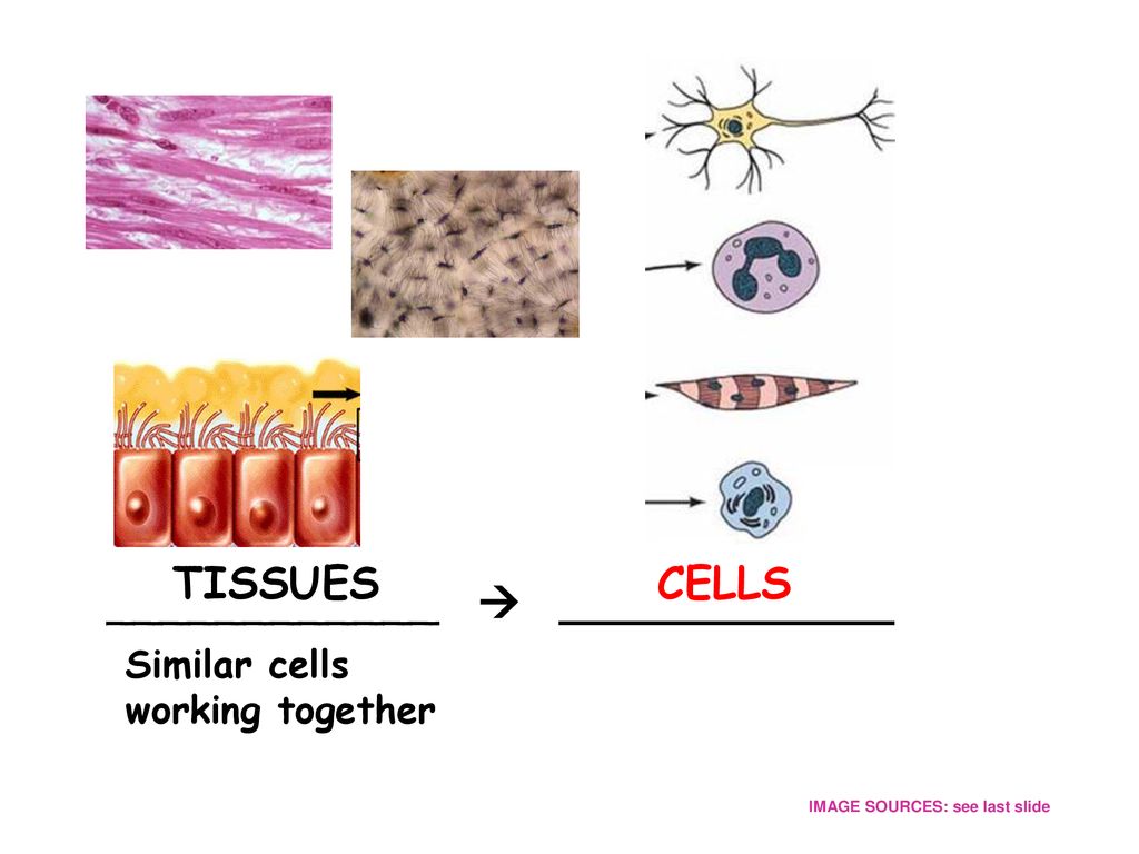 Chapter 3, Section 1 The Diversity Of Cells. - Ppt Download