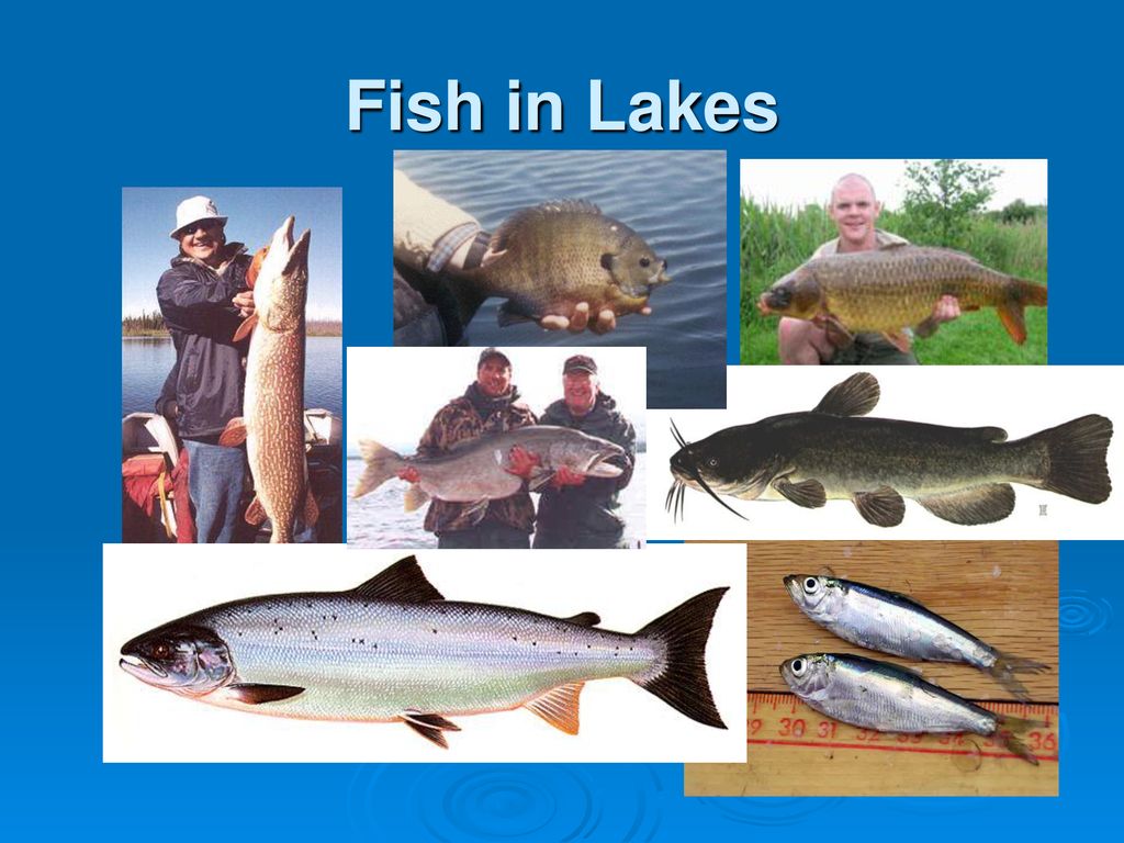 Fish in Lakes. Biology Diagrams