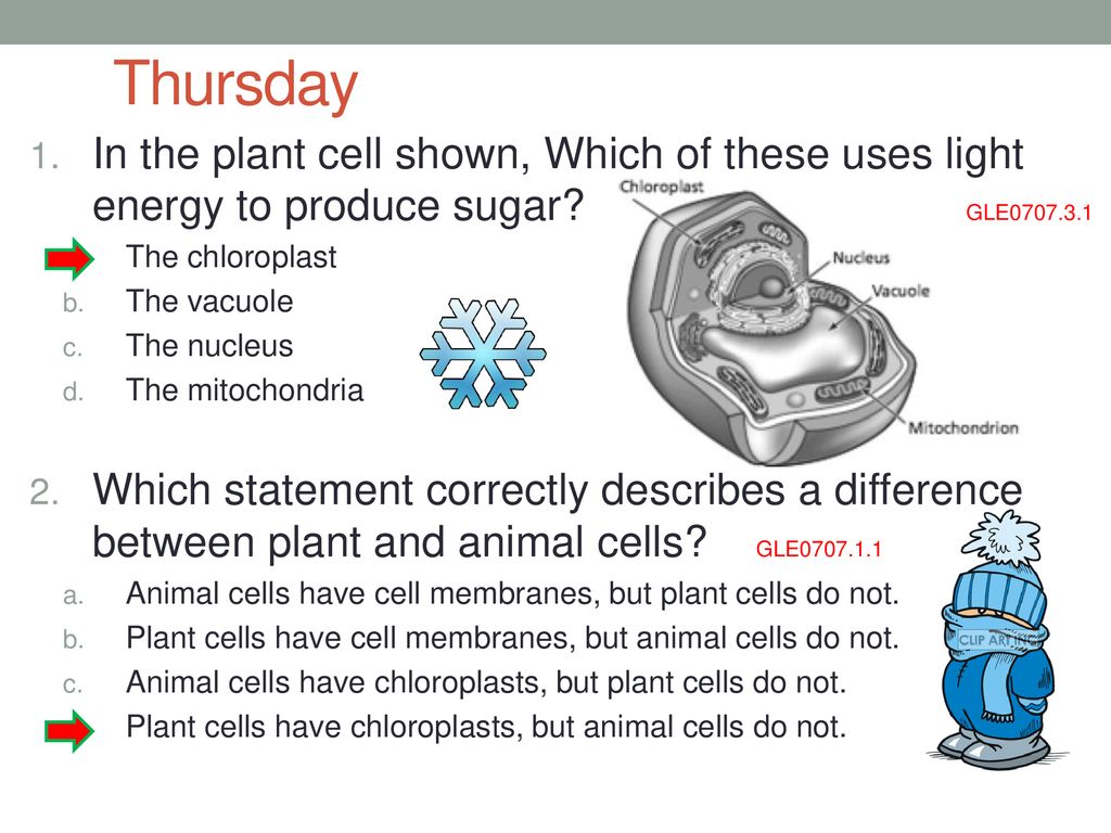 Monday Starters Week 2 7 A Student Prepared The Following List Of Characteristics About A Cellular Organelle Present In Animal Cells Ppt Download