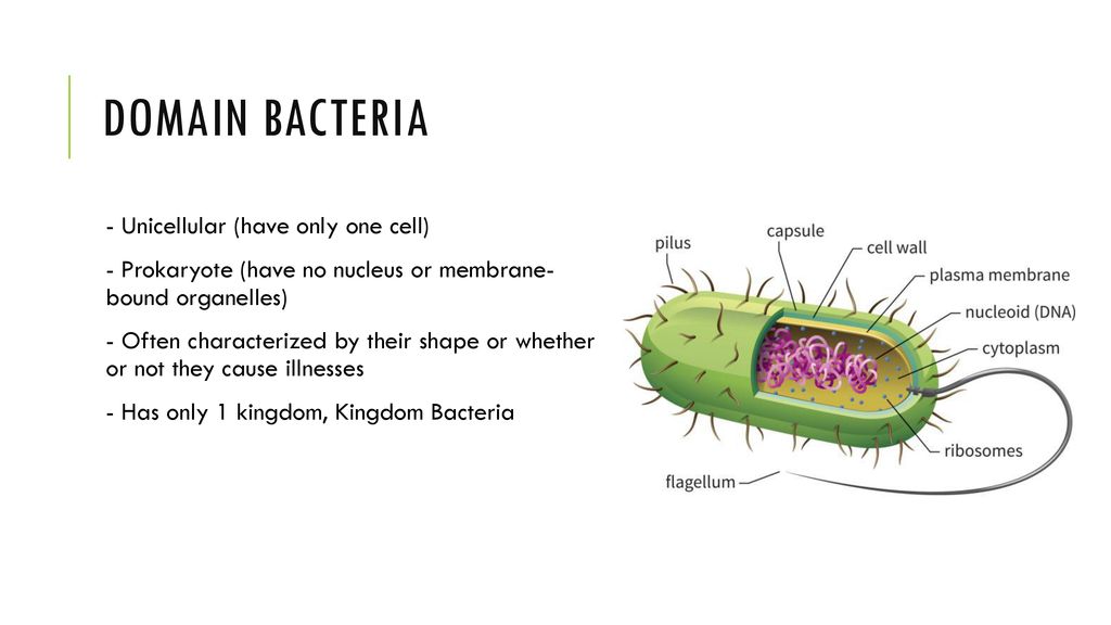 Classification: Domains and Kingdoms - ppt download