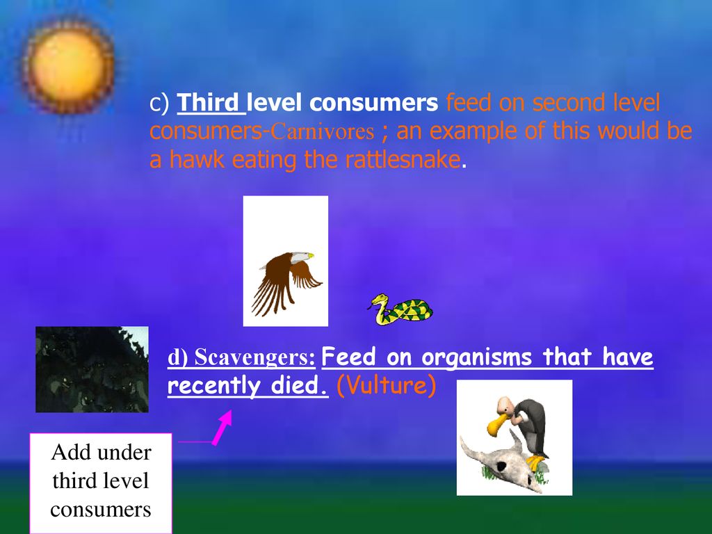 food-chains-notes-ppt-download