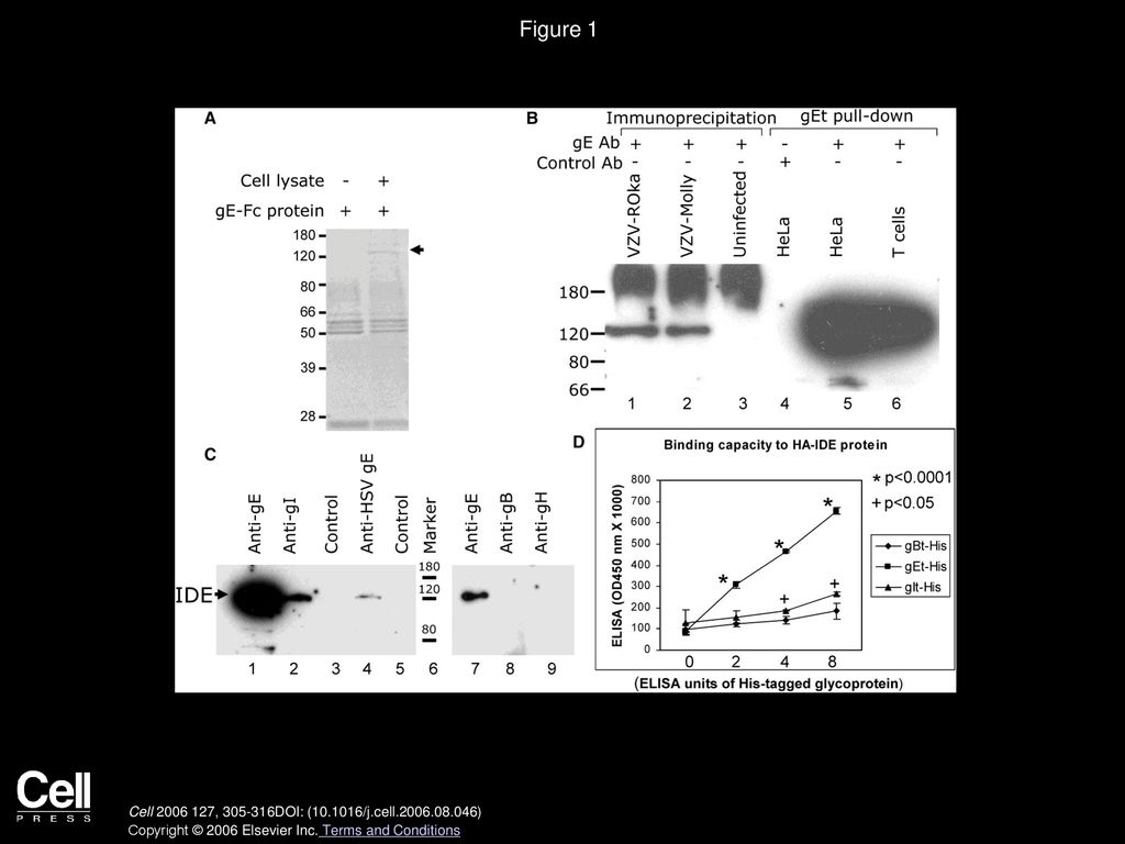 Figure 1 IDE Interacts with the Extracellular Domain of VZV gE but Not gB or gH.