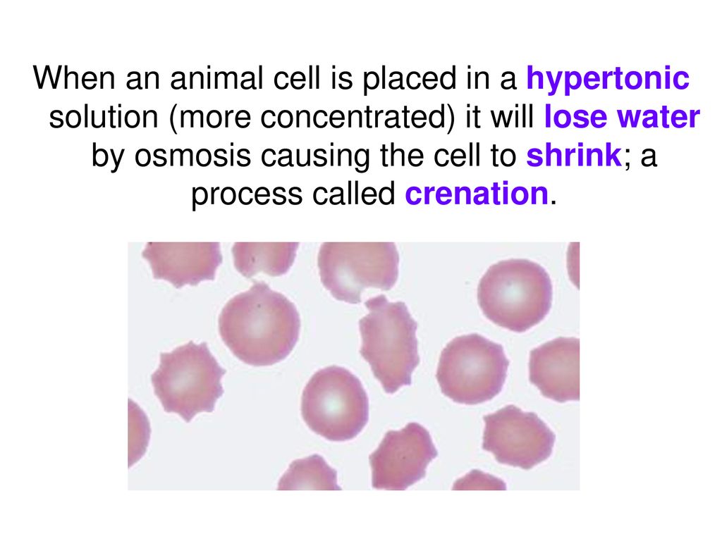 When An Animal Cell Is Placed In A Hypertonic Solution Containing 25 Salt It Will - Effects Of Cell And Solution Concentrations On Osmosis Wolfram Demonstrations Project / Maybe you would like to learn more about one of these?