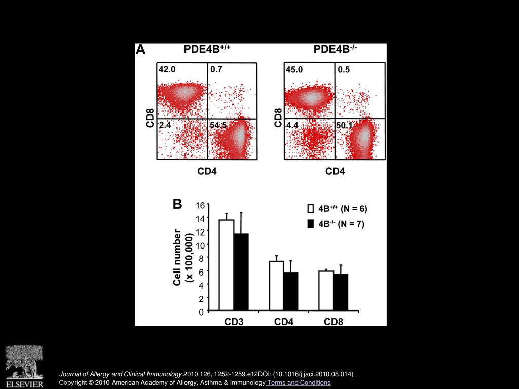 Composition of CD4+ and CD8+ cells in bronchial lymph nodes from OVA-immunized PDE4B+/+ and PDE4B−/− mice. Mice were immunized and challenged with OVA as described in Fig 2. Single-cell suspensions of the bronchial lymph nodes were prepared, and the cells were stained with fluorescent-conjugated anti-CD3, anti-CD4, and anti-CD8 mAbs for FACS analysis. A, Dot plots were generated after gating CD3+ cells and represent the expression of CD4 relative to CD8. Representative FACS results are shown. B, Numbers of CD3-expressing, CD4-expressing, and CD8-expressing cells in bronchial lymph nodes were compared between PDE4B+/+ and PDE4B−/− mice. Data are the means ± SEMs.