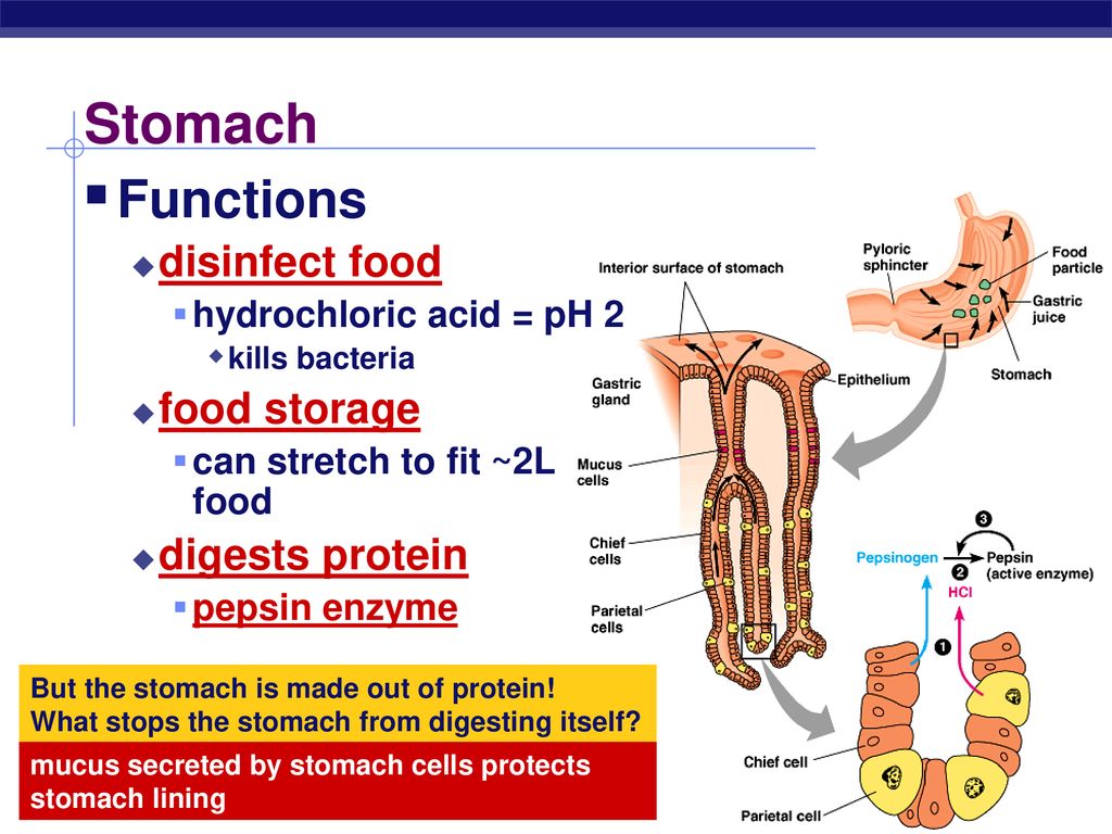 Stomach Functions disinfect food food storage digests protein